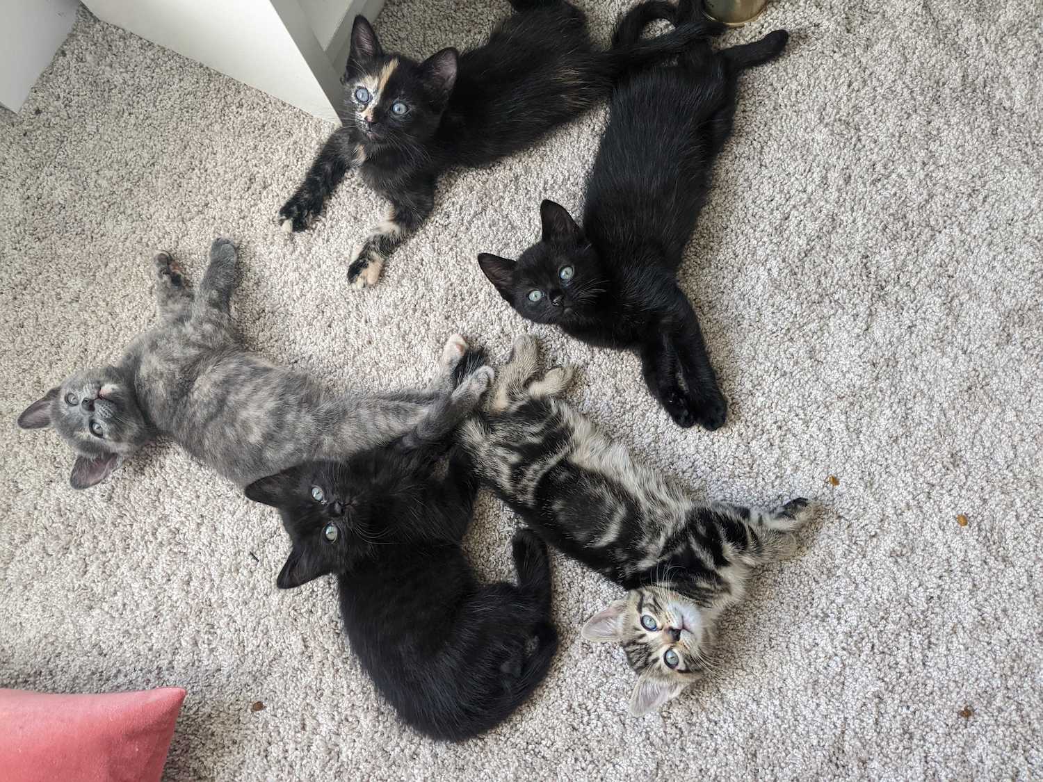Five small kittens laying on the floor